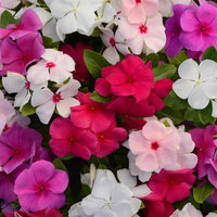 Immergrün Minor Samen zur Aussaat – robust mehrjährige Blumensamen
