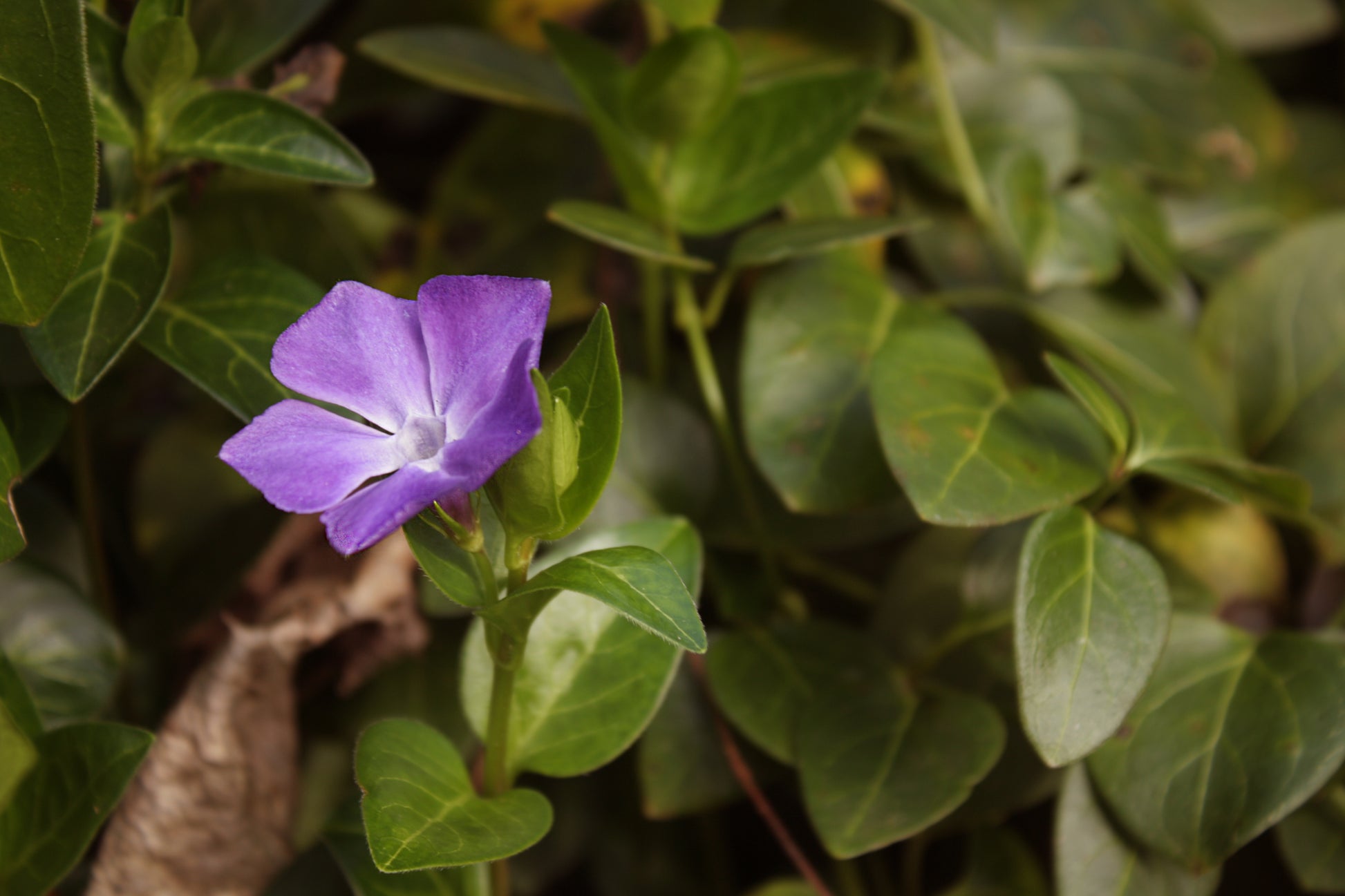 Lila Immergrün Blumensamen zur Aussaat Anzucht Traditionssorte & ohne Gentechnik Samen Hausgarten