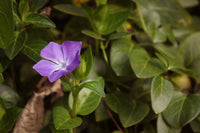 Lila Immergrün Blumensamen zur Aussaat Anzucht Traditionssorte & ohne Gentechnik Samen Hausgarten