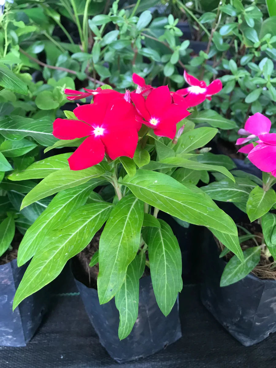 Rot Immergrün Blumensamen zur Aussaat – pflegeleicht – Traditionssorte & ohne Gentechnik Samen Hausgarten