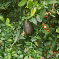 Fingerlimette Samen Citrus australasica