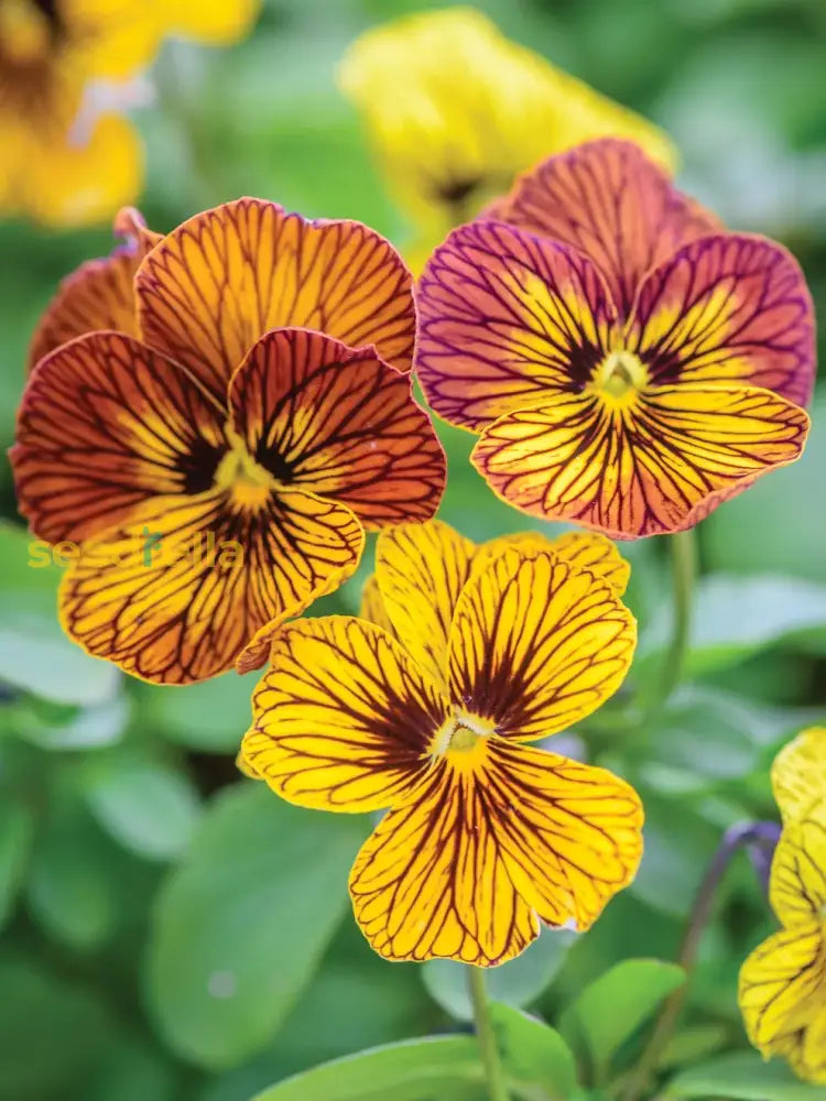 Mixed tiger viola flowering samen for gardens