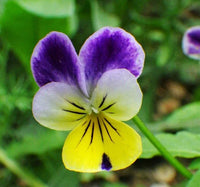 Ornamental viola tricolor samen for borders