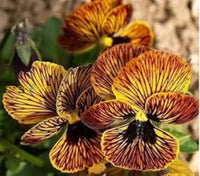 Mixed tiger viola samen for anpflanzung