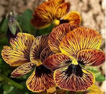 Mixed tiger viola samen for anpflanzung