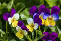 Non gmo viola tricolor blume samen