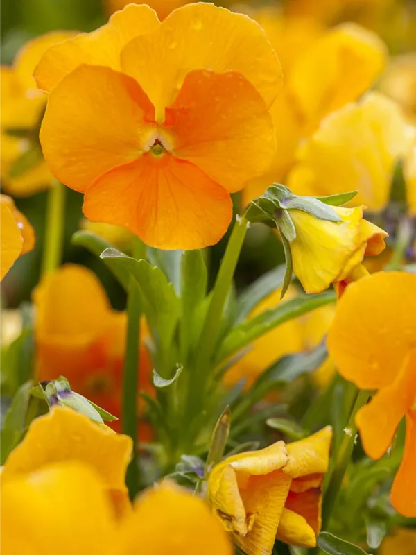 Orange Veilchen Sorbet Blumensamen zur Aussaat – duftend Blüten – Traditionssorte & ohne Gentechnik Samen Hausgarten