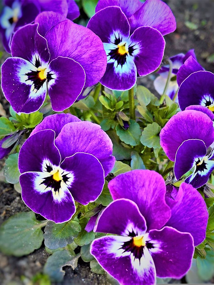 Lila Veilchen Blumensamen zur Aussaat – saisonal Dauerblüher – Traditionssorte & ohne Gentechnik Samen Hausgarten