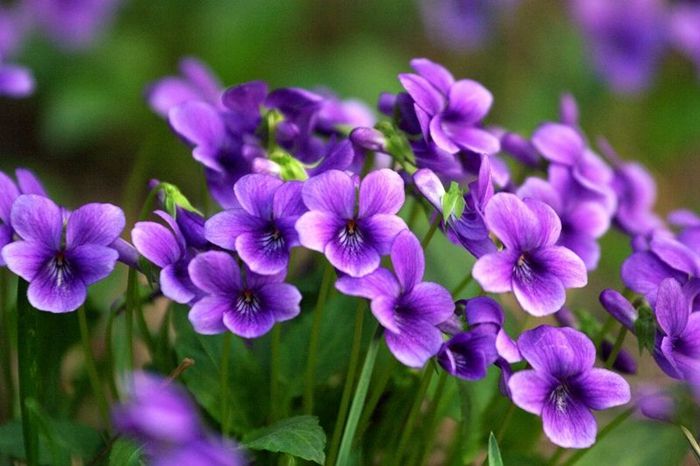 Viola (viola blume) samen for anpflanzung in home garten