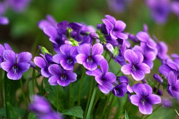 Viola (viola blume) samen for anpflanzung in home garten