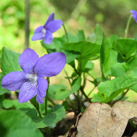 Blau Veilchen Mandshurica Blumensamen zur Aussaat – Anzucht – Traditionssorte & ohne Gentechnik Samen Hausgarten