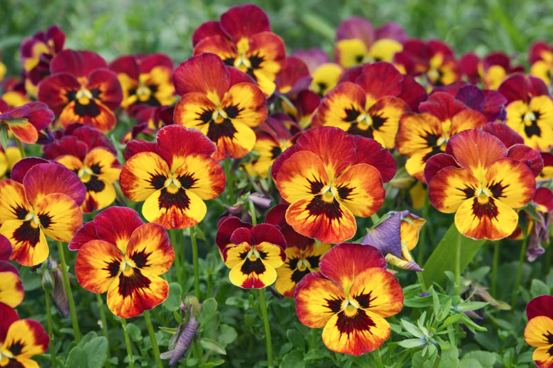 Wittrockiana Blumensamen zur Aussaat sonnenliebend Traditionssorte & ohne Gentechnik Samen Hausgarten