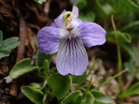 Violett Linifolium Blumensamen zur Aussaat Halbschatten verträglich Traditionssorte & ohne Gentechnik Samen Hausgarten