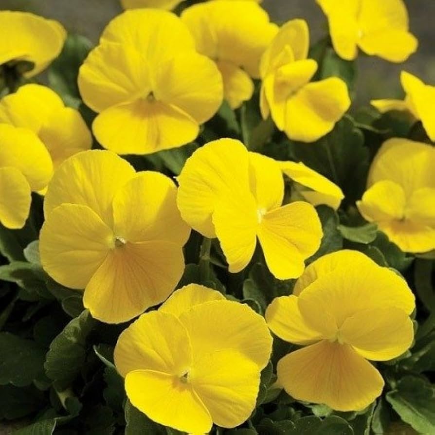 Viola tricolor gelb blume samen
