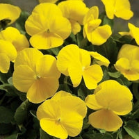 Viola tricolor gelb blume samen
