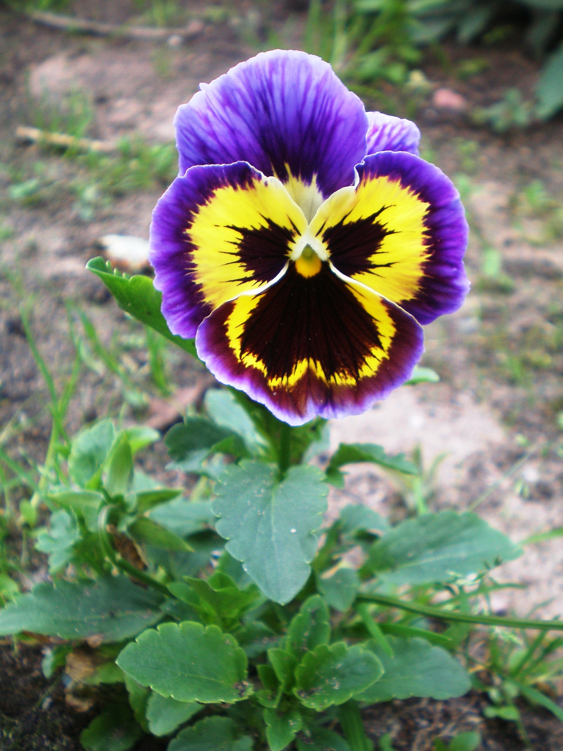 Mexican Stiefmütterchen Blumensamen zur Aussaat leuchtend Blüten Traditionssorte & ohne Gentechnik Samen Hausgarten