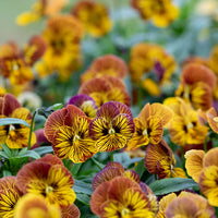 Tiger Eye Blumensamen zur Aussaat Landhaus Garten wichtig Traditionssorte & ohne Gentechnik Samen Hausgarten