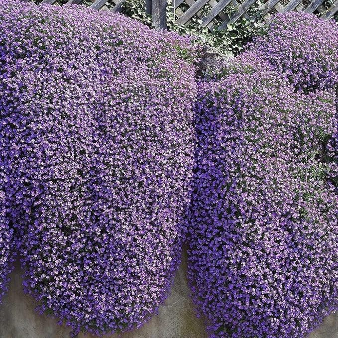 Ornamental violet aubrieta cultorum flowering pflanze