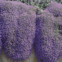 Ornamental violet aubrieta cultorum flowering pflanze
