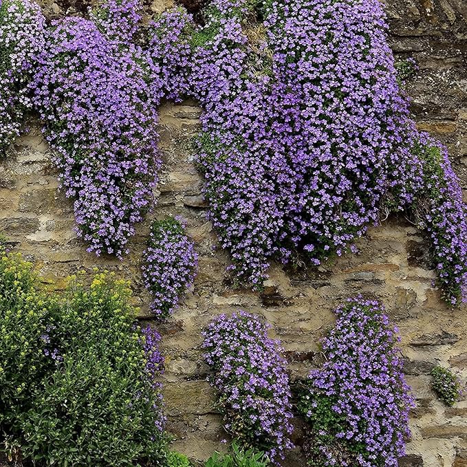 High germination violet aubrieta cultorum samen