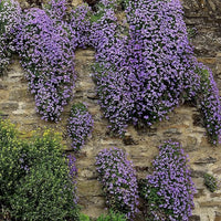 High germination violet aubrieta cultorum samen