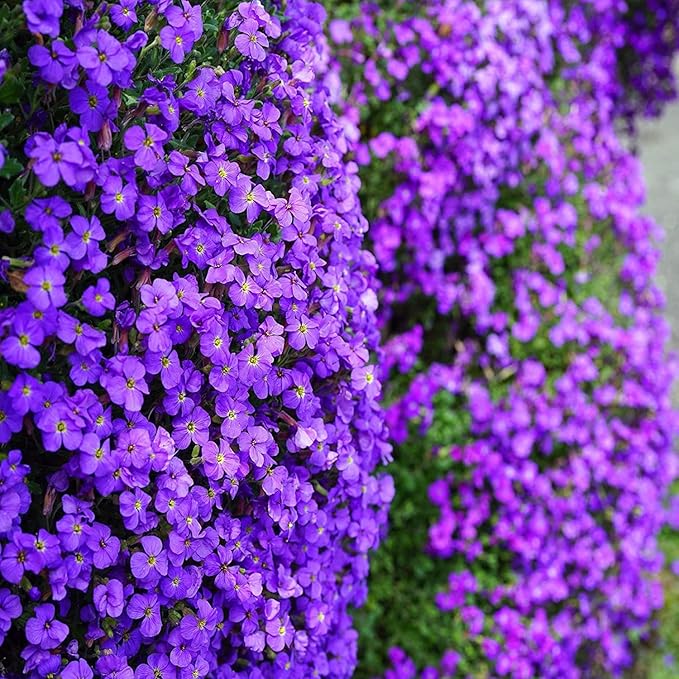 Non gmo violet aubrieta cultorum samen