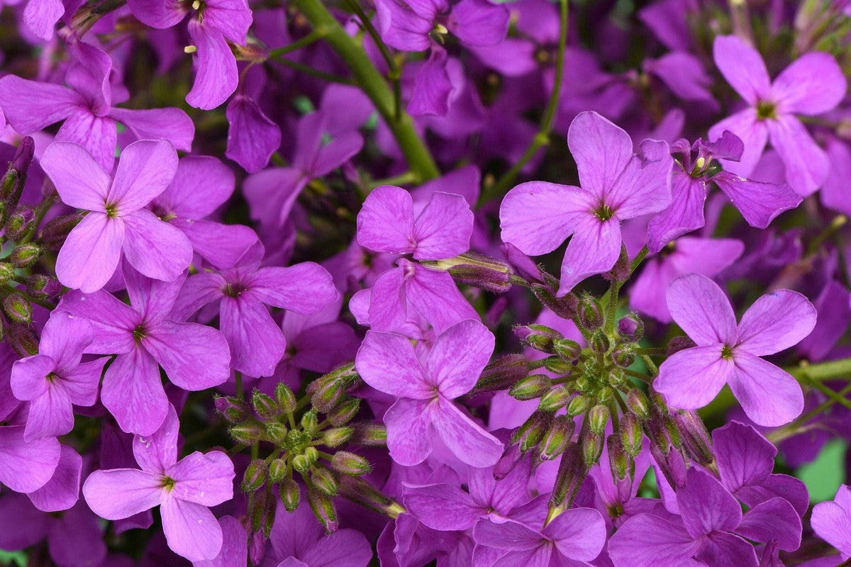 High germination violet dame’s rocket samen