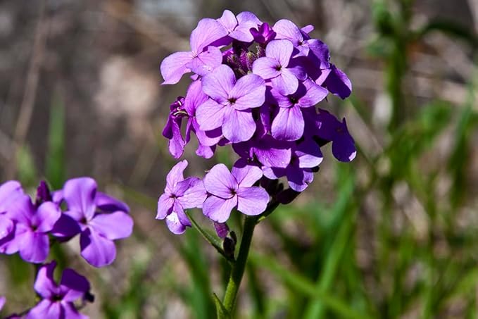 Non gmo violet dame’s rocket samen