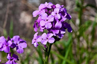 Non gmo violet dame’s rocket samen