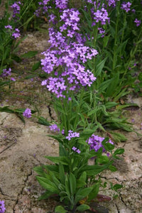Ornamental violet dame’s rocket flowering pflanze