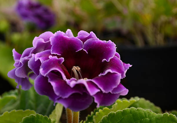 Violet gloxinia blume samen for anpflanzung