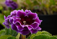 Violet gloxinia blume samen for anpflanzung