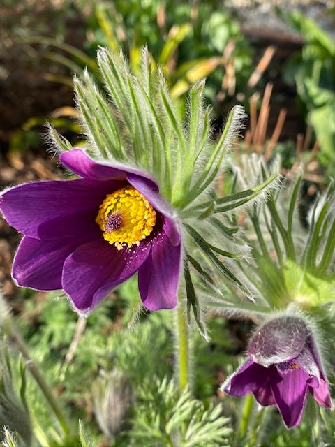 Non gmo violet pasque blume samen