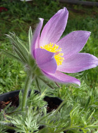Ornamental violet pasque blume for gardens