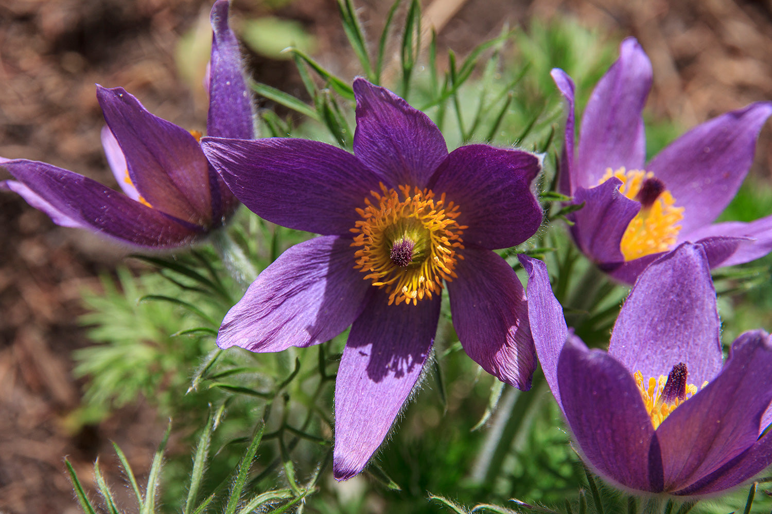 Violet pasque blume in rock garten