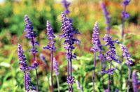 Violet sage garten samen for outdoor anpflanzung