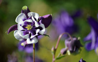 Ornamental violet weiß columbine pflanze for gardens