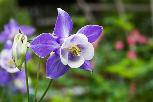 Violet weiß columbine in pollinator garten