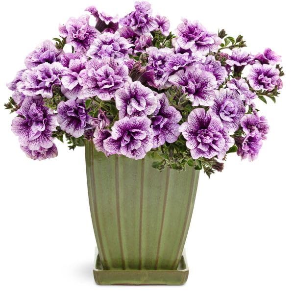 Violet weiß double petunia in indoor töpfen