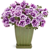 Violet weiß double petunia in indoor töpfen