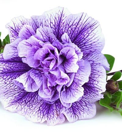 Non gmo violet weiß double petunia samen