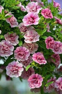 Ornamental violet weiß double petunia pflanze