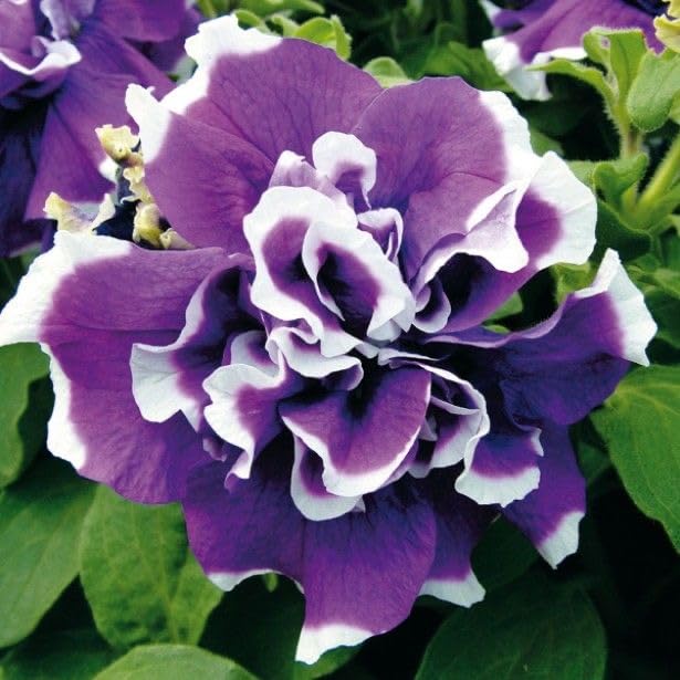 Violet weiß double petunia blume samen for anpflanzung