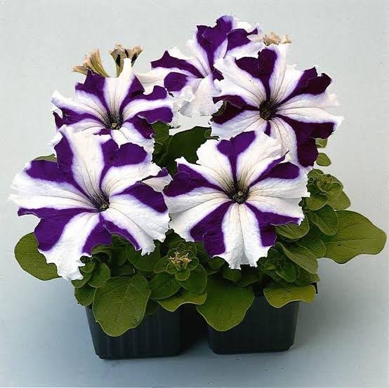 Violet weiß petunia blume samen for anpflanzung
