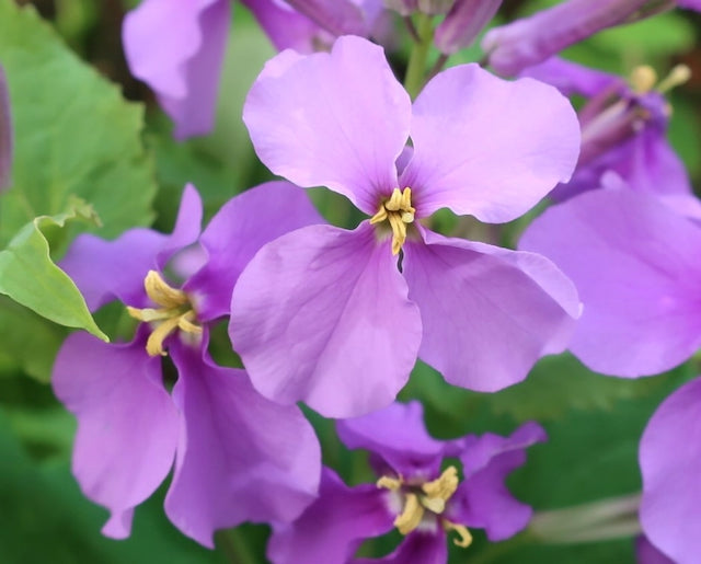 Violett Stein Cress Blumensamen zur Aussaat leuchtend Blüten Traditionssorte & ohne Gentechnik Samen Hausgarten