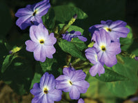 Borders and beds browallia blume samen