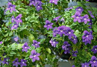 Container anpflanzung violet browallia samen