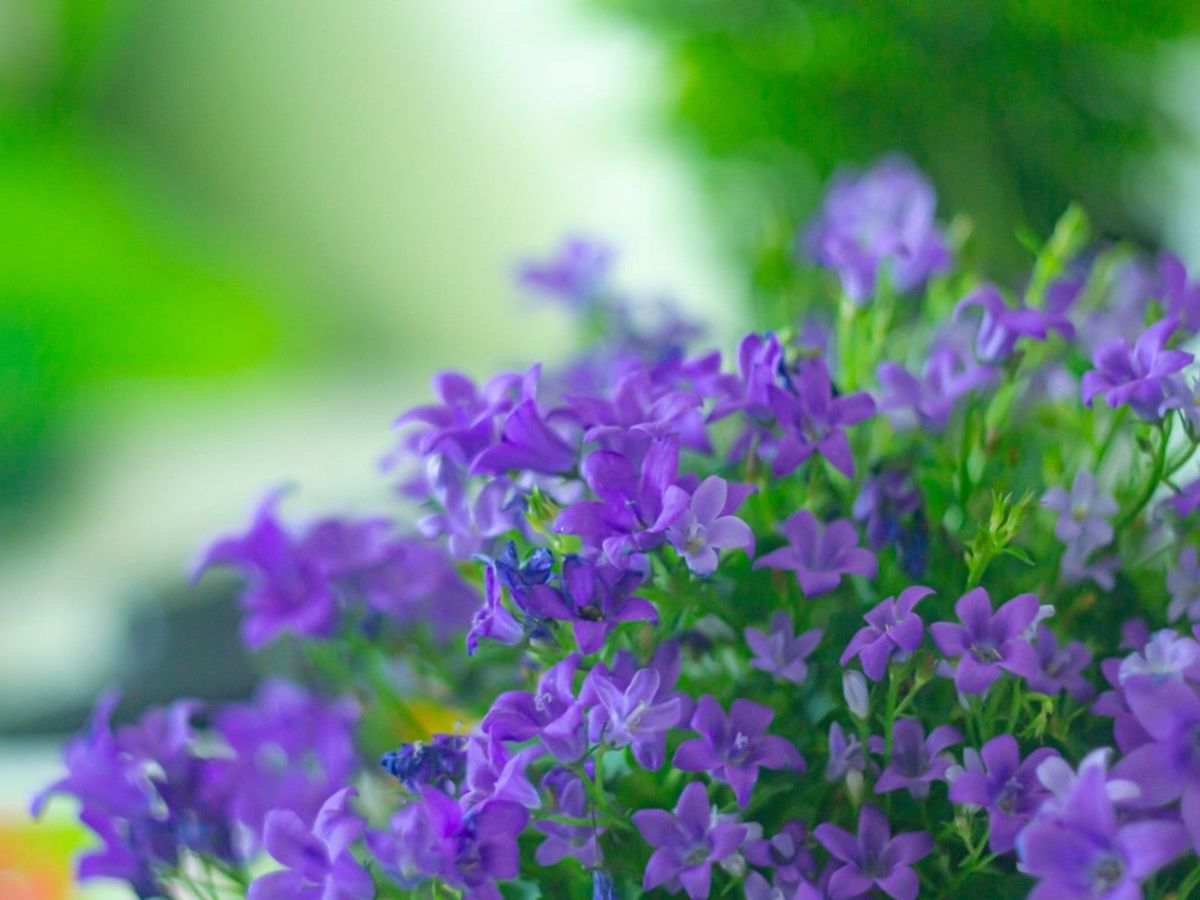 Browallia garten blooms violet blumen