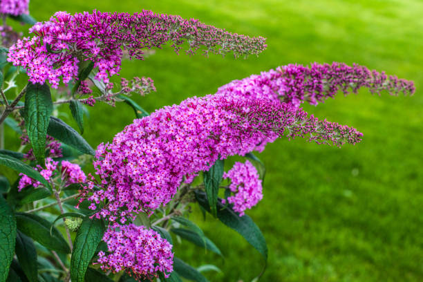 Violet buddleja garten blooms