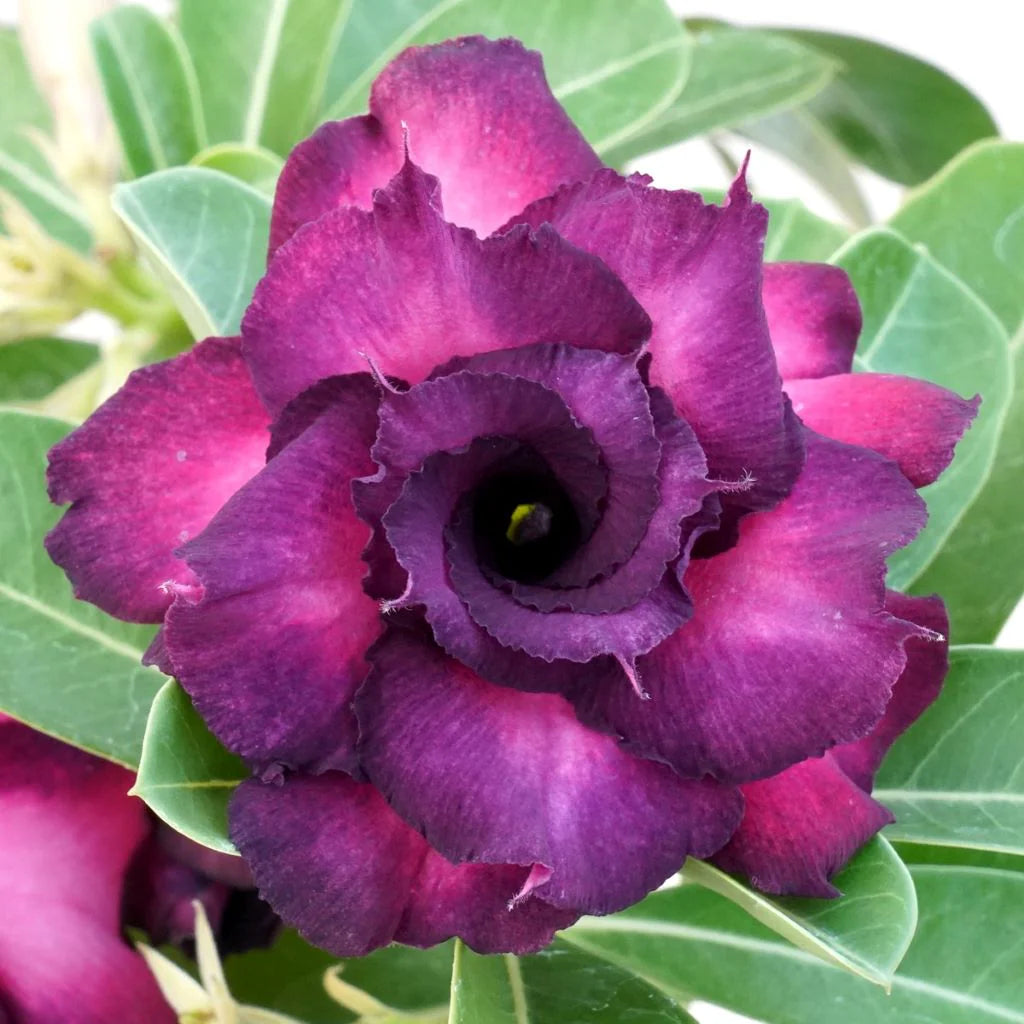 Lila Wüstenrose Blumensamen zur Aussaat – leuchtend – Traditionssorte & ohne Gentechnik Samen Hausgarten